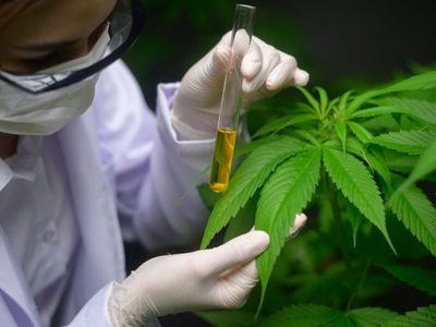 Las Heras habilitó el cultivo de cannabis medicinal e industrial