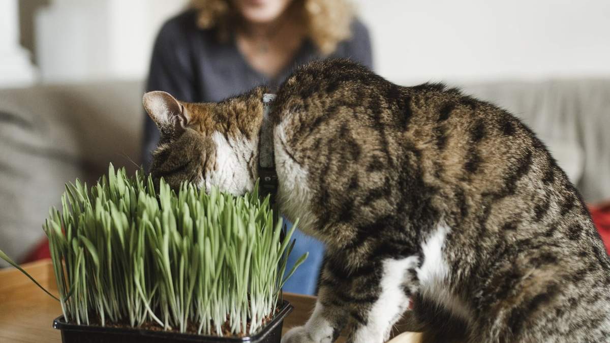 Hierbas aromáticas para mascotas. Fuente: (Instagram)