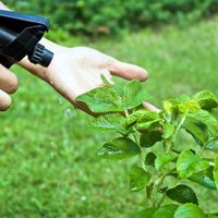 Con solo 4 ingredientes, el potente insecticida que librará a tus plantas de las plagas