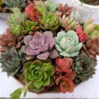 La razón por la que tenés que cortar siempre las flores de tus suculentas si querés manter sano tu jardín