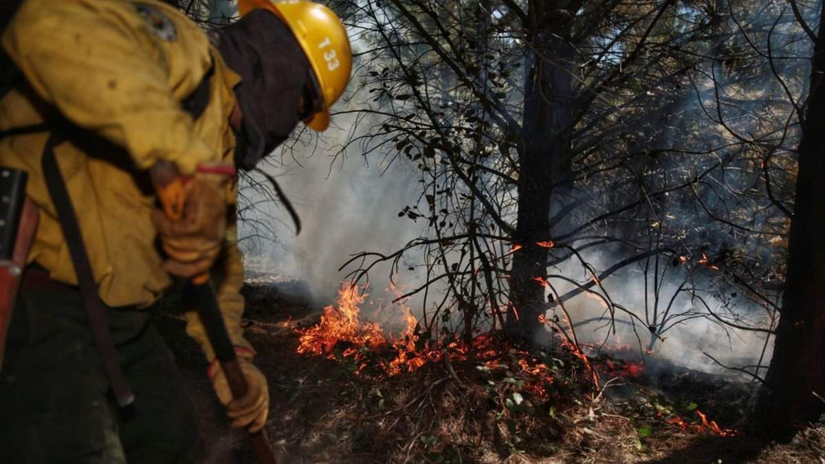 Siniestro forestal en la Patagonia. Fuente: (Twitter)