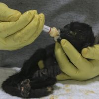 Ola de calor en México: monos que se caen de los árboles; se restringe la venta de hielo