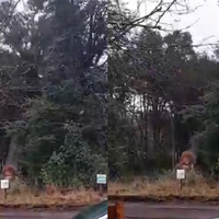 Una vecina de Villa La Angostura denunció la tala de árboles centenarios