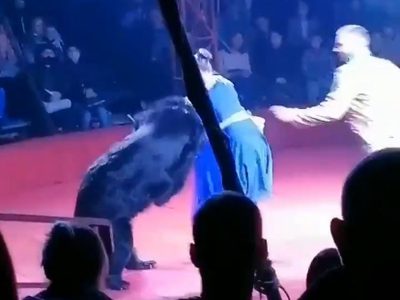 Oso ataca a la esposa embarazada del domador en un circo ruso