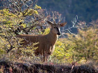 Chubut: se avistó un huemul en el Parque Nacional Los Alerces