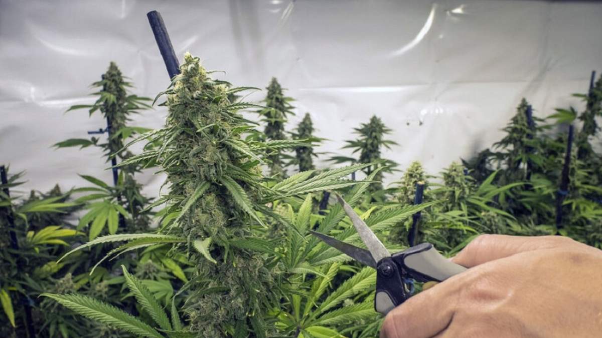 REPROCANN. Fuente: (Twitter)