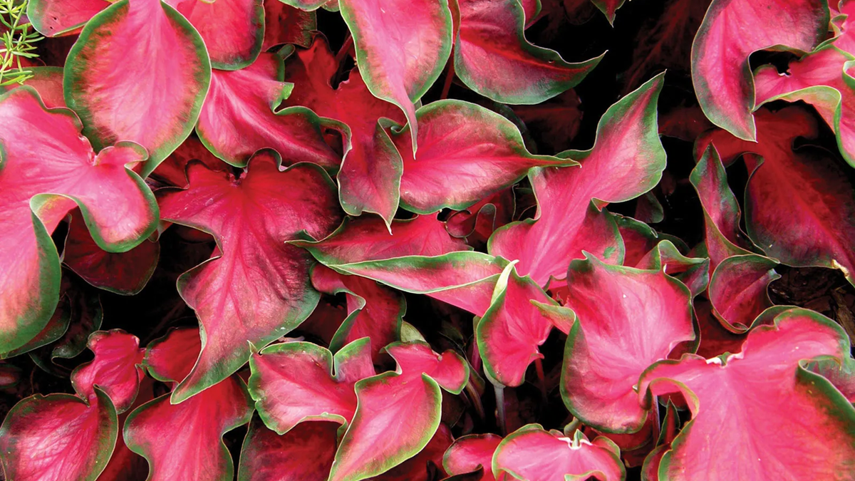 Plantas. Fuente: (Instagram)