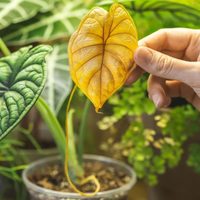 Por qué las hojas de mis plantas están amarillas si siempre las riego: cómo solucionarlo de forma fácil
