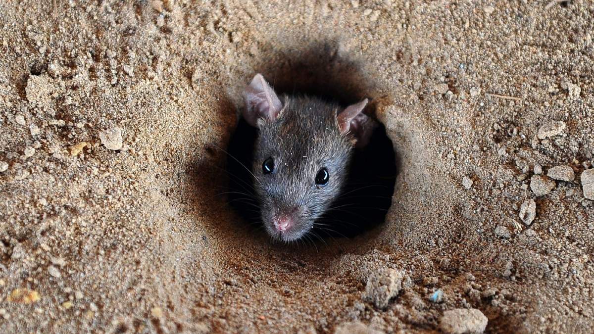 Imagen ilustrativa de un ratón en su madriguera bajo tierra. Fuente: (Twitter)