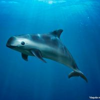 La ONU incluye a la vaquita marina en su campaña #FerozPorLaVida