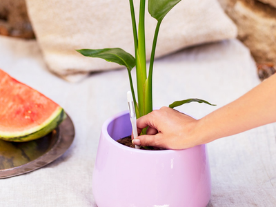 Si tu Strelitzia tiene las hojas amarillas no te asustes, mirá este truco de los jardineros para solucionarlo