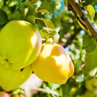 Secreto de jardineros: cómo tener tu propio árbol de manzanas en casa y disfrutarlas por muchos años