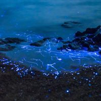 Espectáculo: las playas de California brillaron en la noche