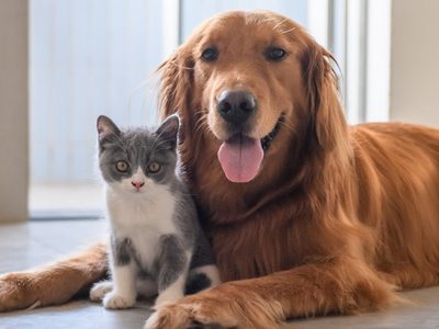 Los comercios en Neuquén Capital ya pueden registrarse para recibir mascotas en sus interiores
