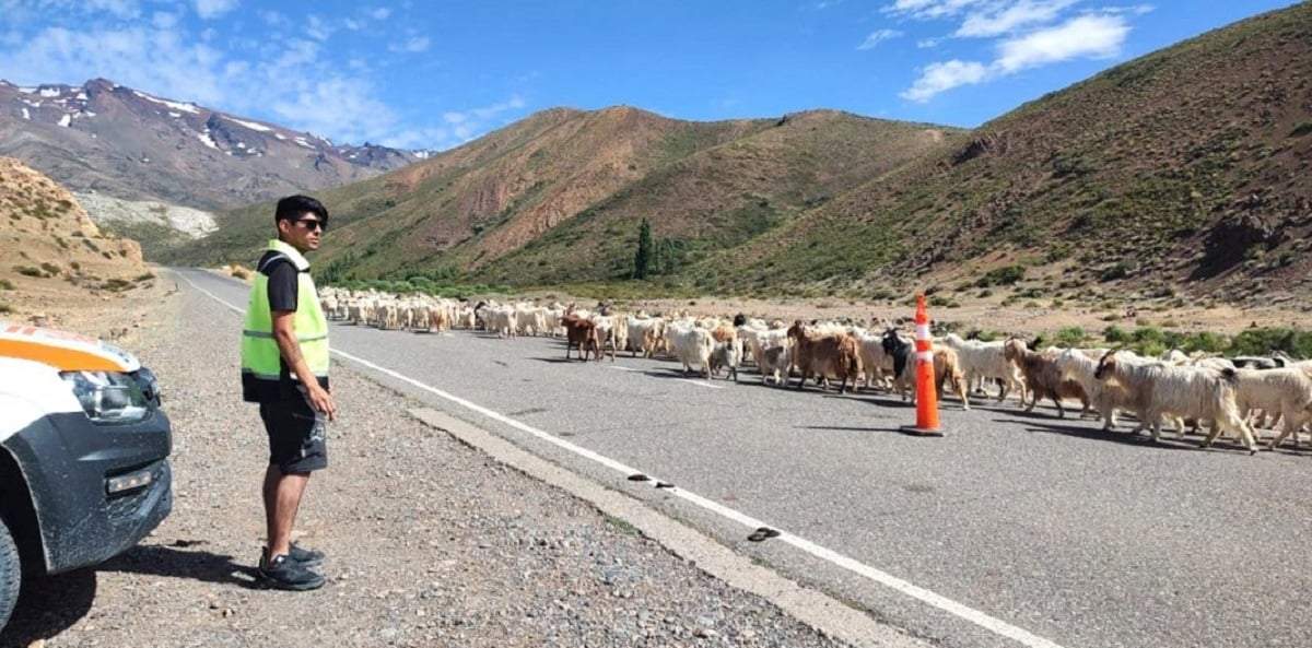 Pequeños crianceros preocupados por el abigeato. Fuente: (Facebook).