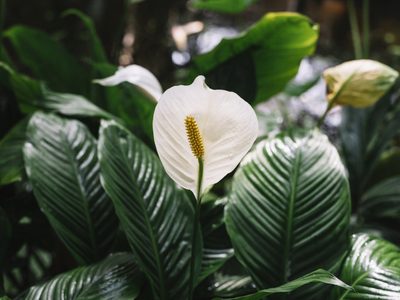 Tu planta Cuna de Moisés puede explotar de flores todo el año si seguís estos sencillos trucos de los expertos