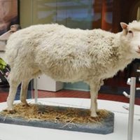 Se cumplen 27 años de la oveja Dolly, primer animal clonado