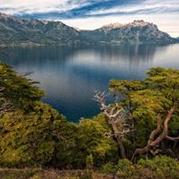 Se plantaron 2.500 araucarias en el Parque Nacional Lanín