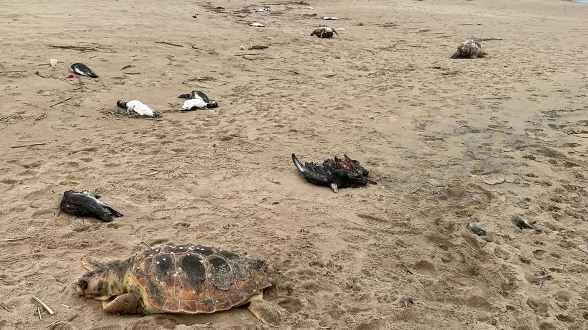 Tortugas muertas en costas de Uruguay