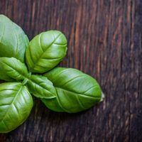 No gastés más: el truco para tener albahaca en casa gratis y sin comprar las semillas