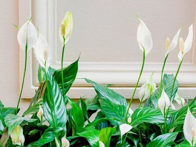 Plantas: si no lográs que tu Cuna de Moisés o Lirio de la paz florezca, conocé este truco infalible