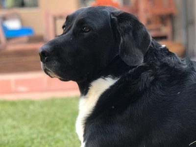 ¿Tenés mascota? El horóscopo te dice cuál es la ideal para cada signo del zodiaco