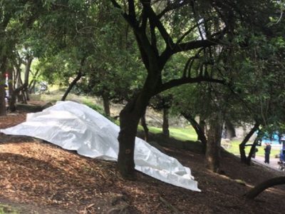 Hallan el cadáver de un hombre flotando en el Lago del Bosque de Chapultepec