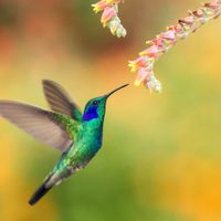 Datos curiosos de los colibríes, las aves más pequeñas del mundo