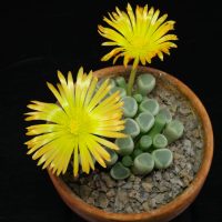 Plantas: conocé las 5 suculentas más raras y exóticas