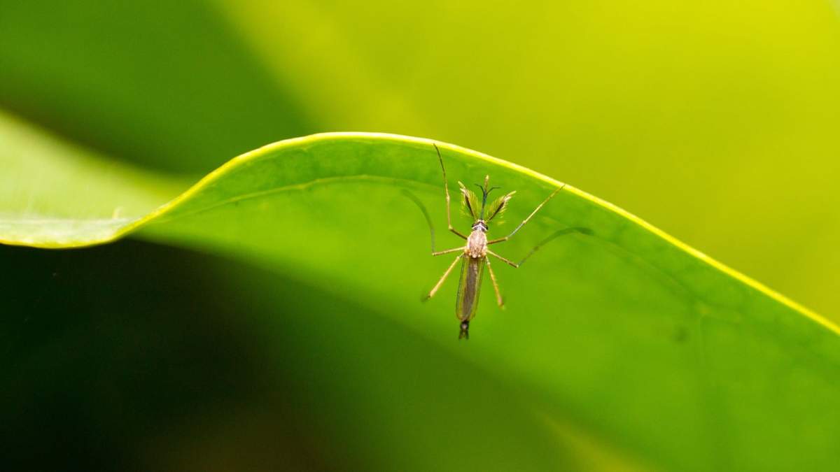 Mosquitos. Fuente: (Oriol Jardinería)
