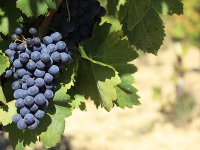 Bodega familiar de Cinco Saltos: viñas y turismo