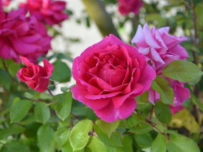 El secreto de los jardineros para tener rosas eternas en tu jardín