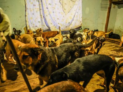 Rescatan a 300 perros hacinados en albergue de Ensenada, Baja California