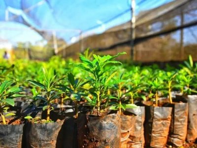 Menos trámites y más plantas: el Gobierno elimina la norma que obligaba a registrar viveros
