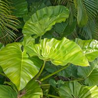 Gigante y bella: la polémica planta "inmortal" que todos quieren tener en su jardín