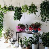 5 plantas de sombra que dejarán tu jardín hermoso y son muy fáciles de conseguir