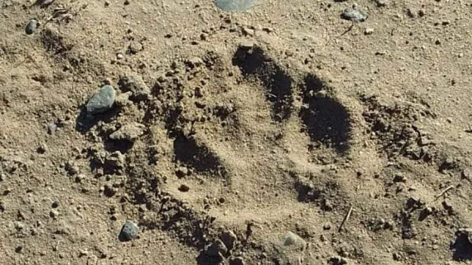 La huella del puma que atacó en Centenario. Fuente: (Facebook)