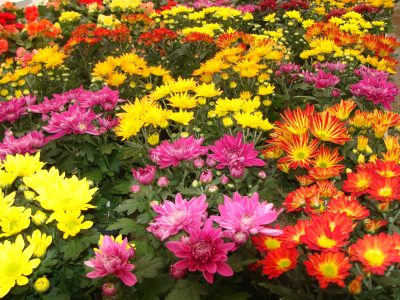 Crisantemo: cómo cuidar esta hermosa planta con flor que resiste el frío