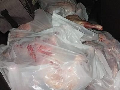 Decomisaron quince chivos faenados que iban en los asientos de una camioneta por Ruta 7