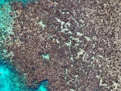 La Gran Barrera sufrió una muerte masiva de corales