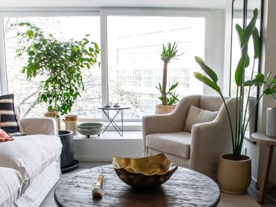 Distinguidas, llamativas y de fácil cuidado: las plantas XL que están de moda y que son protagonistas en tu living