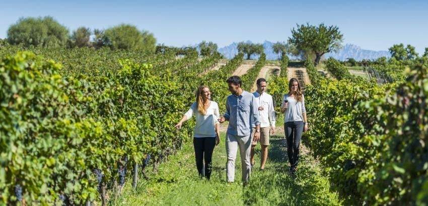 Protocolo en enoturismo por coronavirus. Fuente: (Twitter)