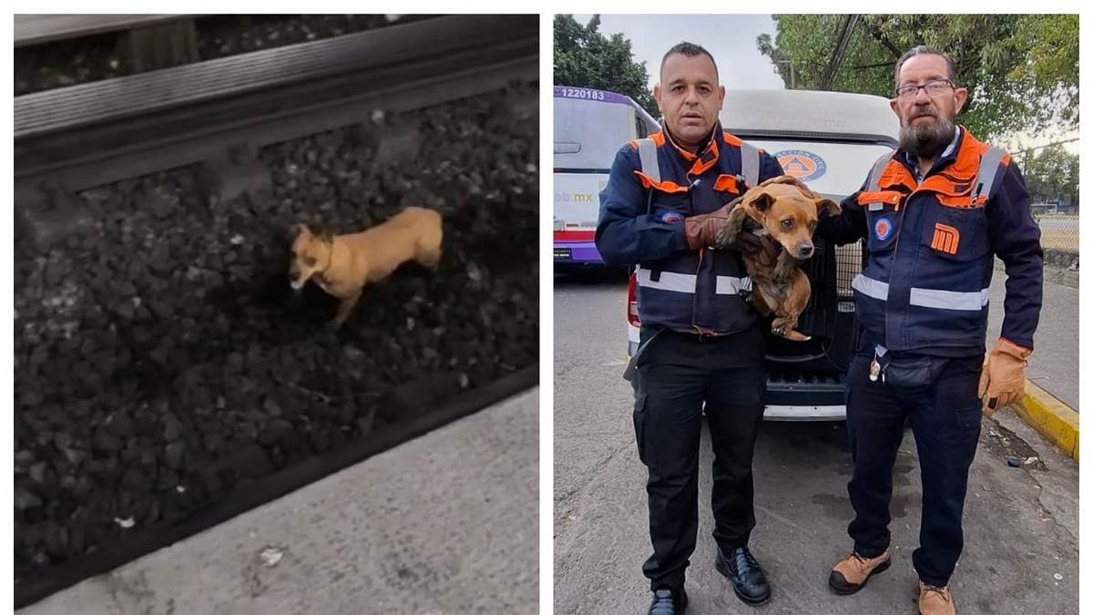 El perro fue rescatado en la terminal Cuatro Caminos