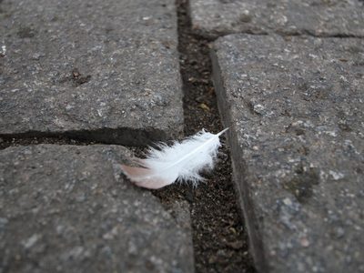 No es casualidad: qué significa realmente encontrar una pluma en tu casa o el jardín