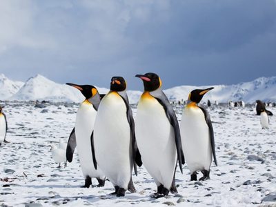 Rescataron un pingüino rey en Vicente López