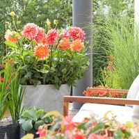 La planta que decora cualquier rincón de casa, es fácil de cuidar y muy pocos conocen
