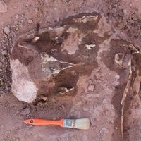 Rincón de los Sauces: descubren restos de un dinosaurio carnívoro