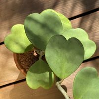 La suculenta con hojas en forma de corazón que es tendencia en decoración y que vas a querer tener en tu living