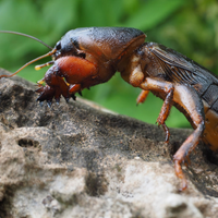 Sin gastar plata y muy fácil: así vas a eliminar los insectos que aparecen en tus plantas después de las lluvias
