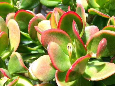 Tu árbol de Jade puede ser mucho más que verde: el truco para que sus hojas tengan tres colores